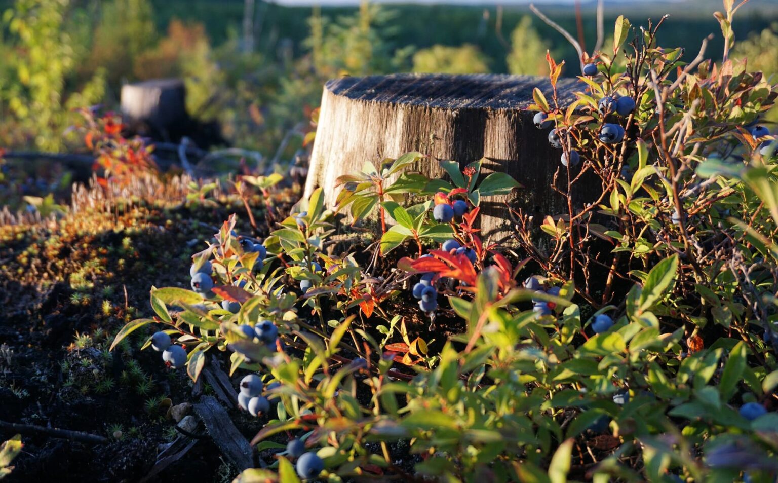 Conseil des atikamekw d’Opitciwan